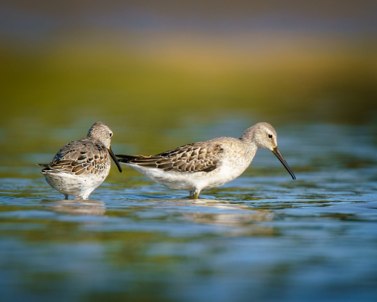 Stilt Sandpiper - ML623803969