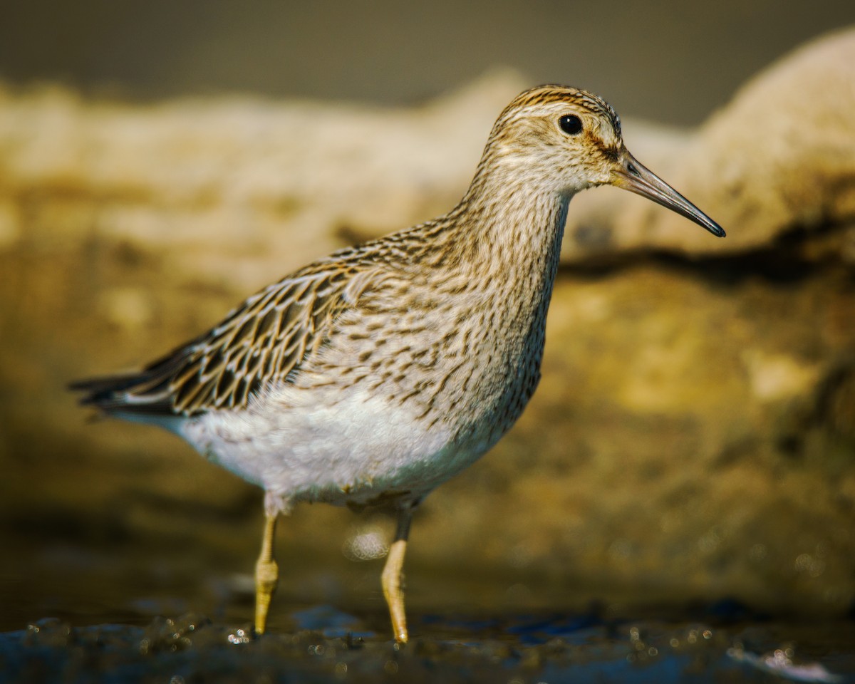 Graubrust-Strandläufer - ML623803973