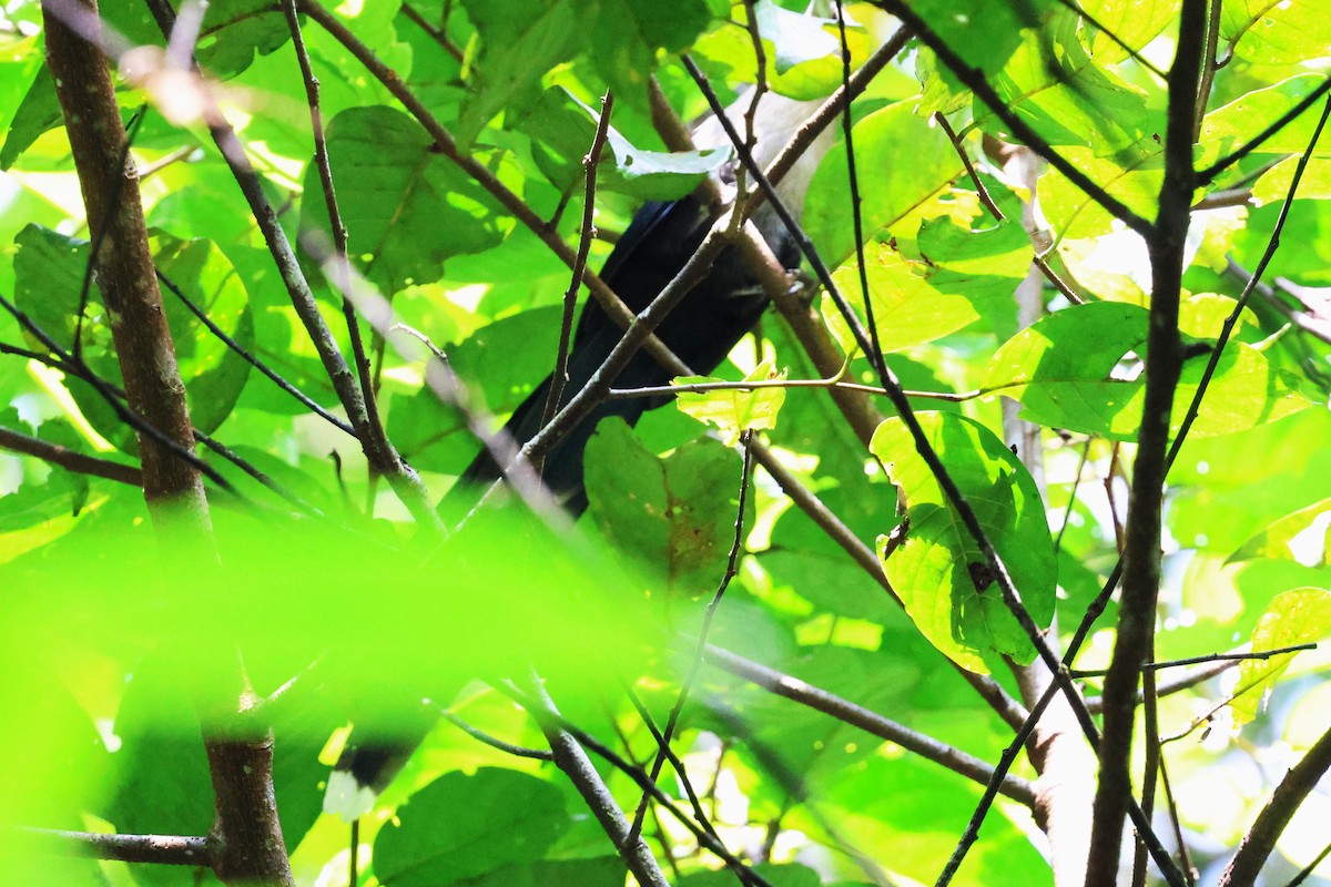 Green-billed Malkoha - ML623804009