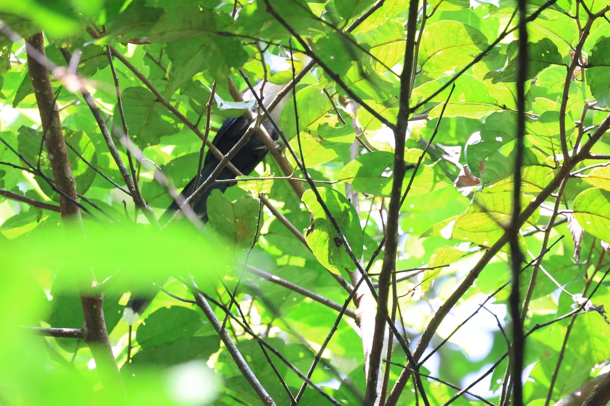 Green-billed Malkoha - ML623804012