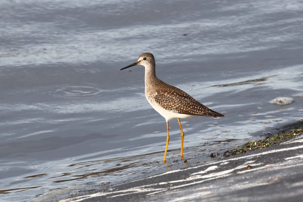 Lesser Yellowlegs - ML623804045