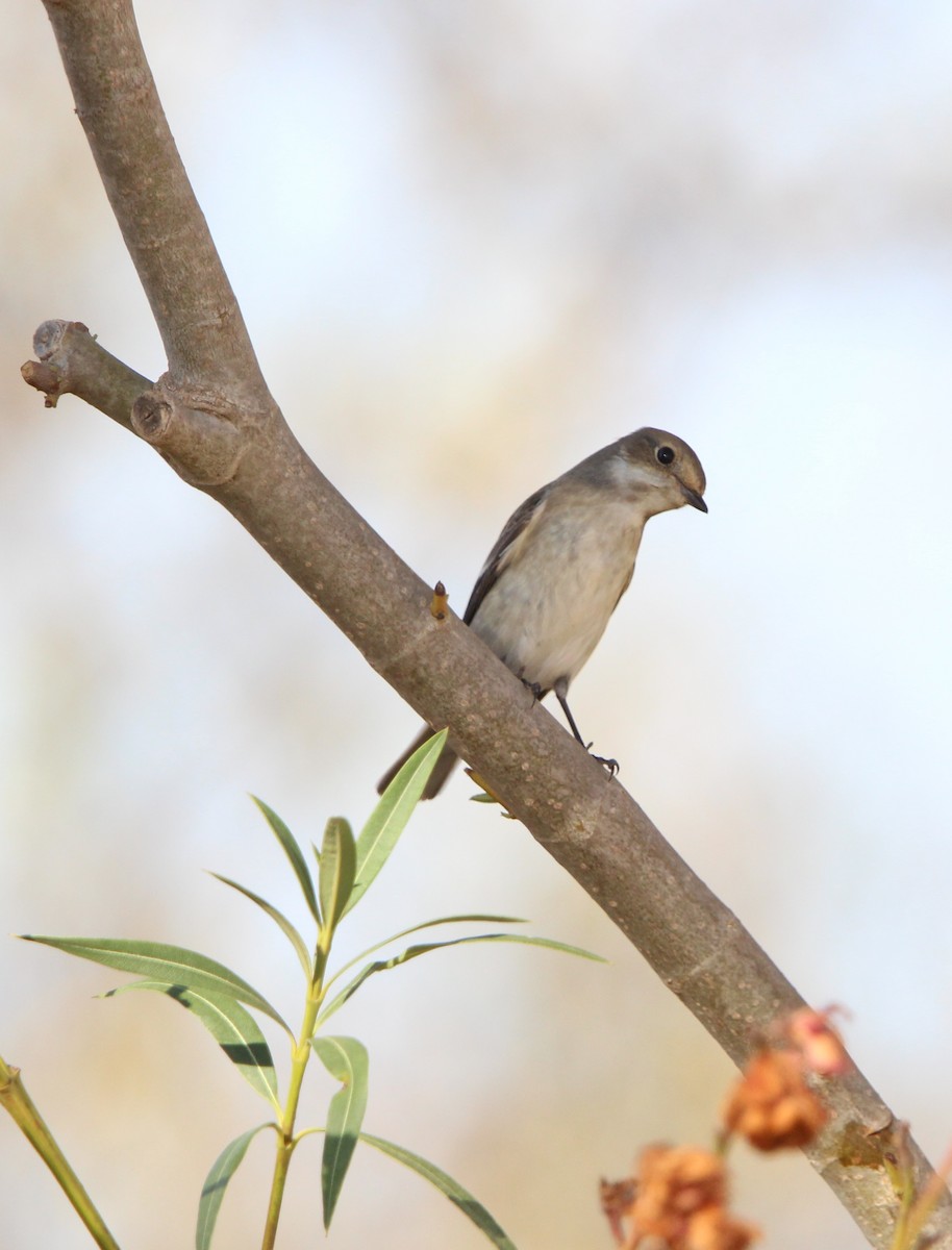 European Pied Flycatcher - Nelson Fonseca