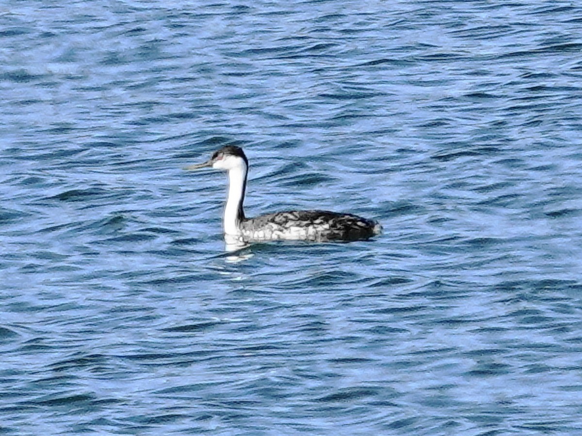 Western Grebe - ML623804090