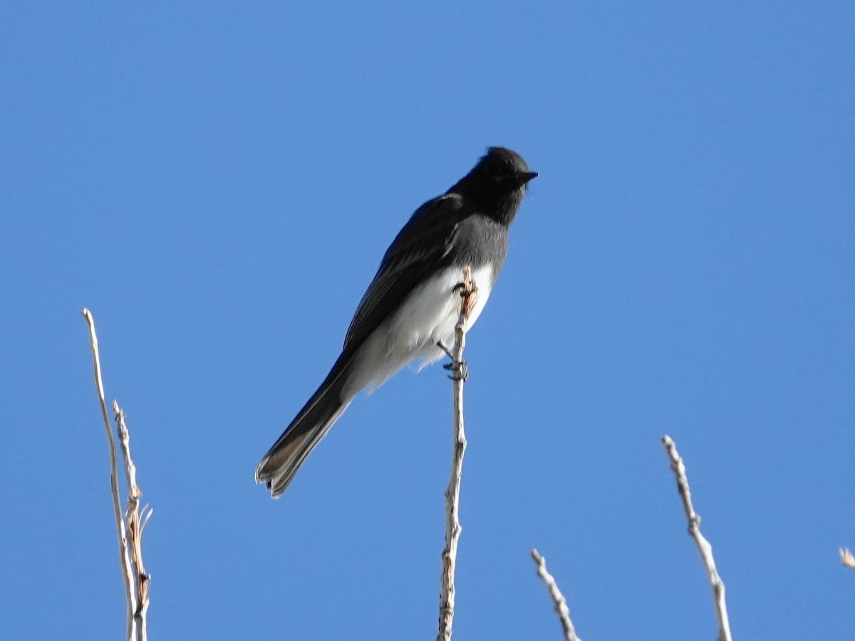 Black Phoebe - ML623804103