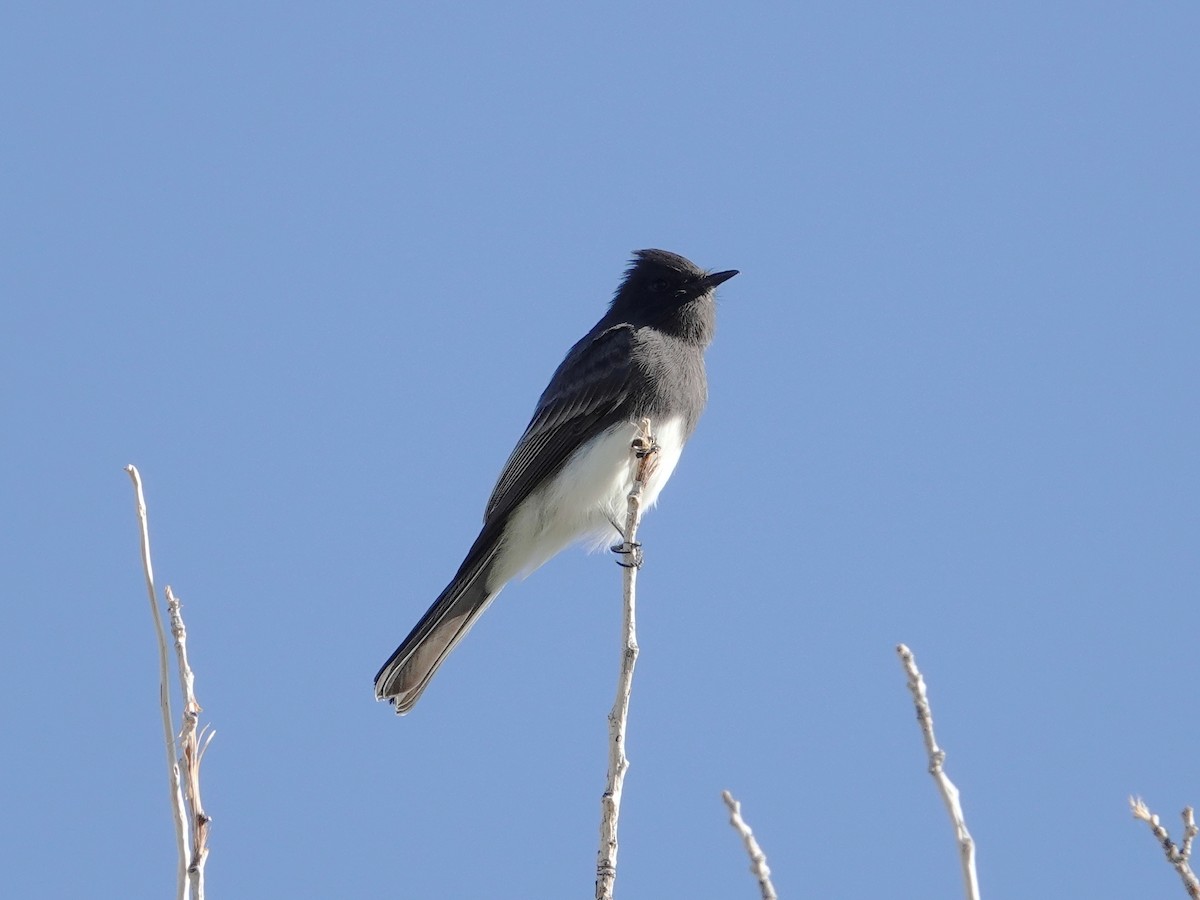 Black Phoebe - ML623804104