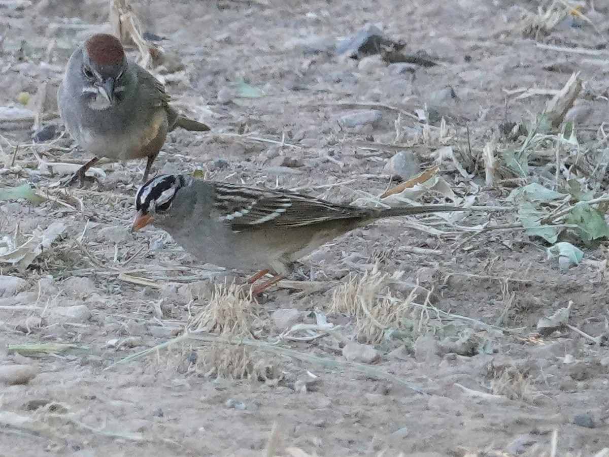 White-crowned Sparrow - ML623804119