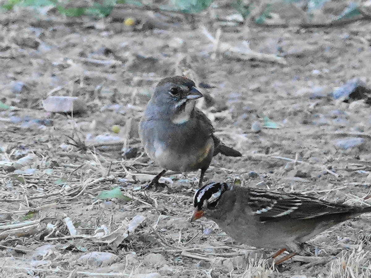 Green-tailed Towhee - ML623804135