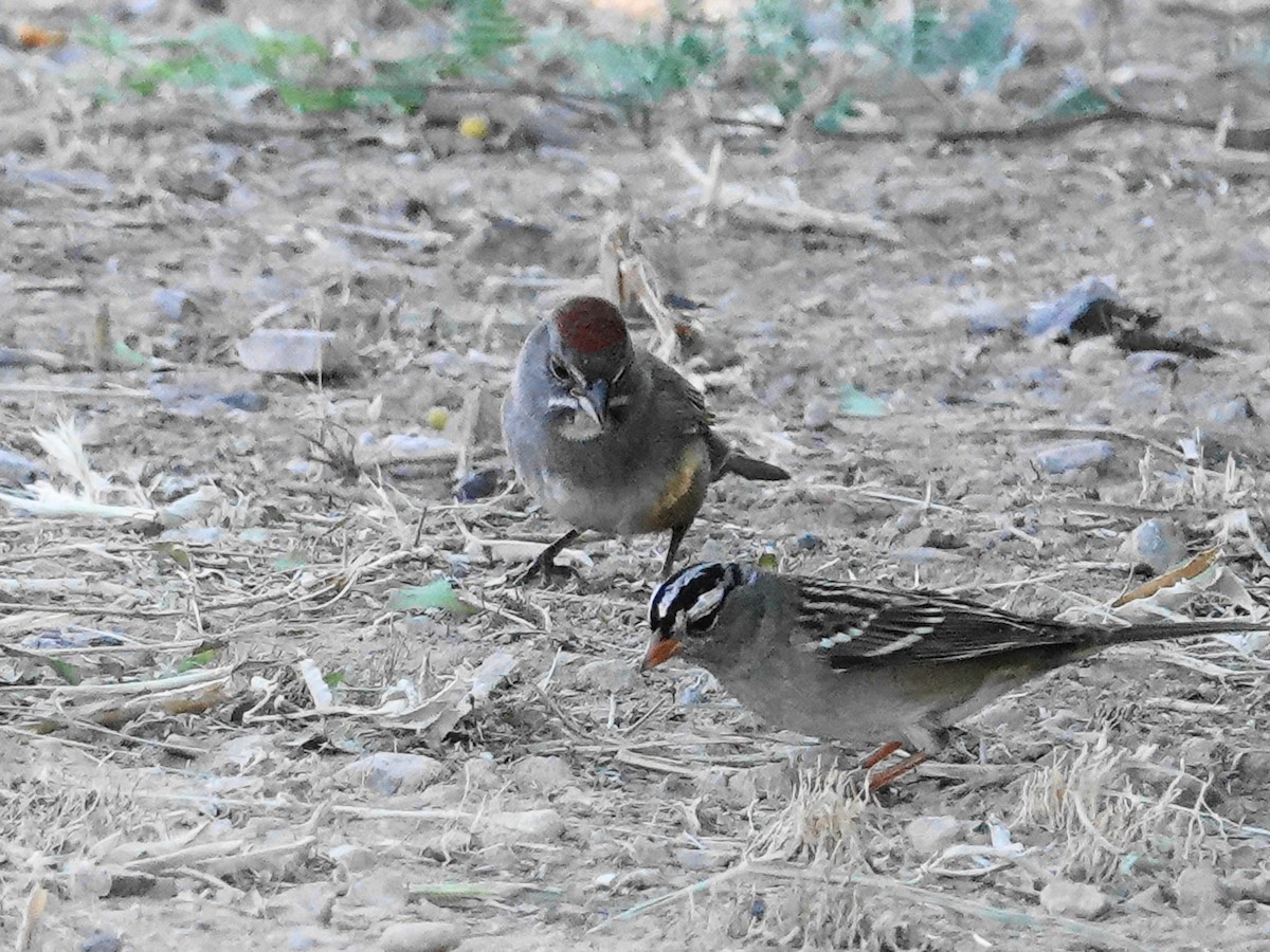 Green-tailed Towhee - ML623804136