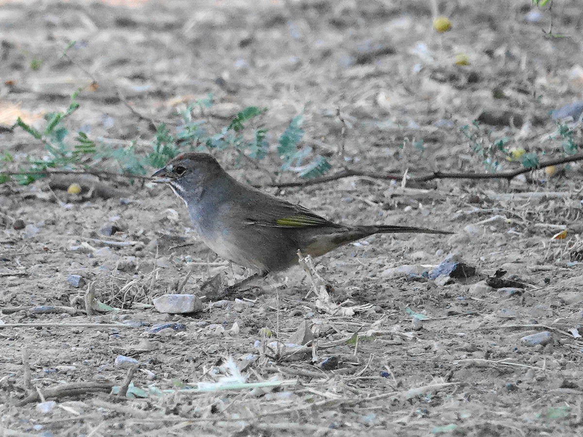 Green-tailed Towhee - ML623804138