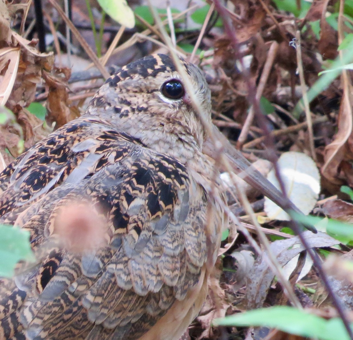 American Woodcock - ML623804152