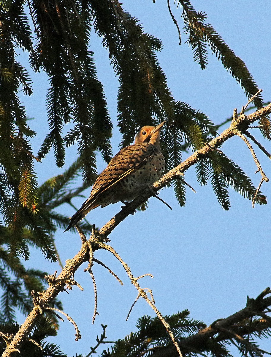 Northern Flicker - ML623804176