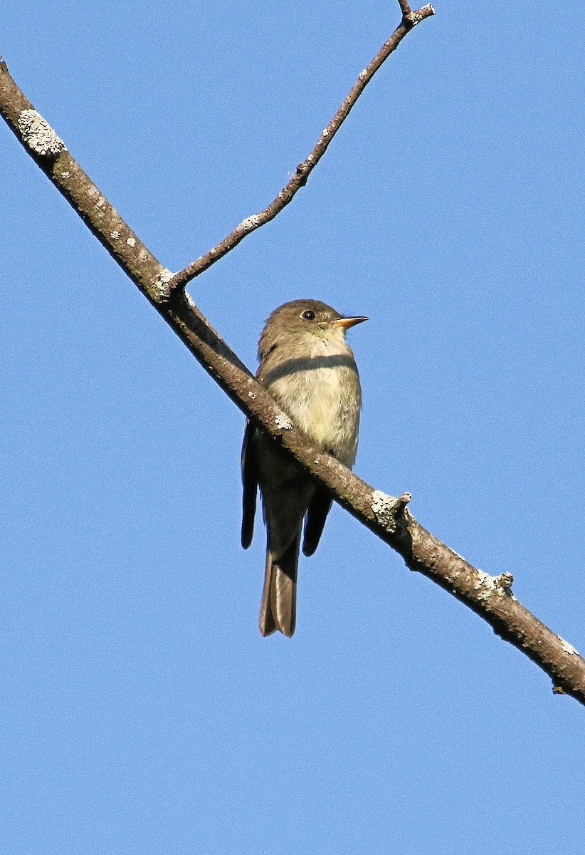 Eastern Wood-Pewee - ML623804193