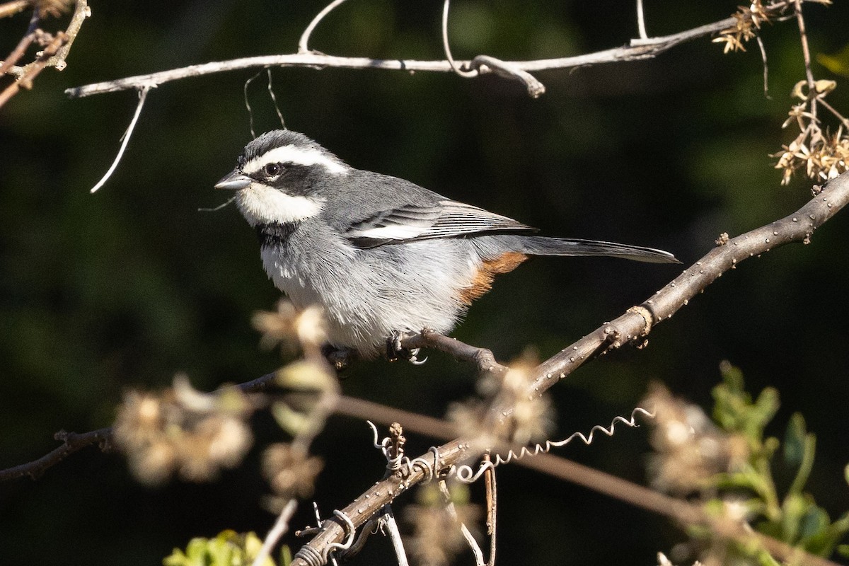 Ringed Warbling Finch - ML623804200