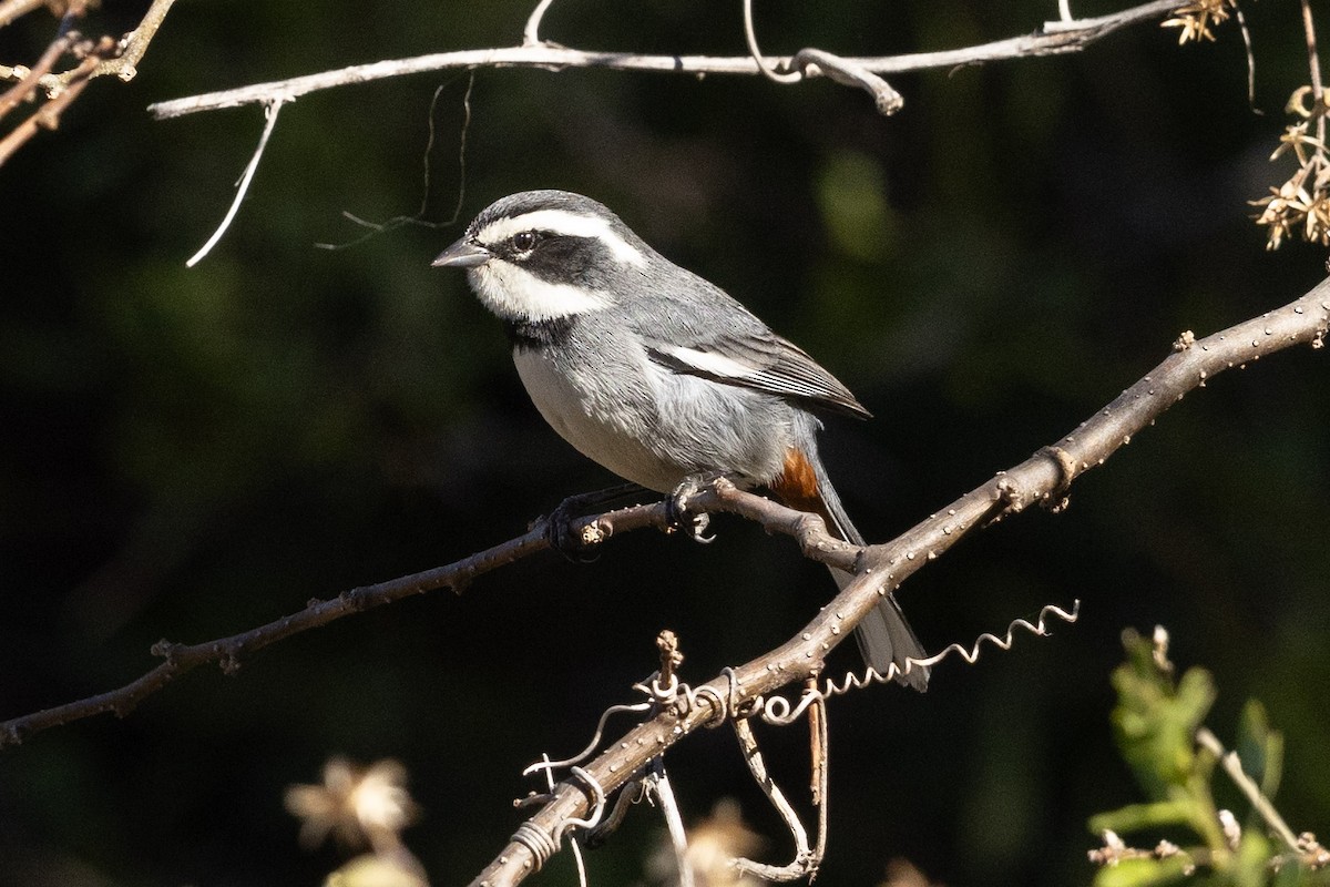 Ringed Warbling Finch - ML623804201