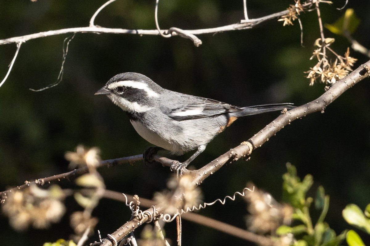 Ringed Warbling Finch - ML623804202