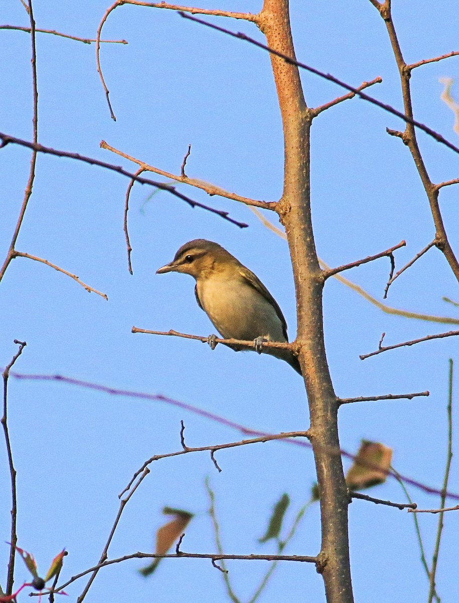 Red-eyed Vireo - ML623804227