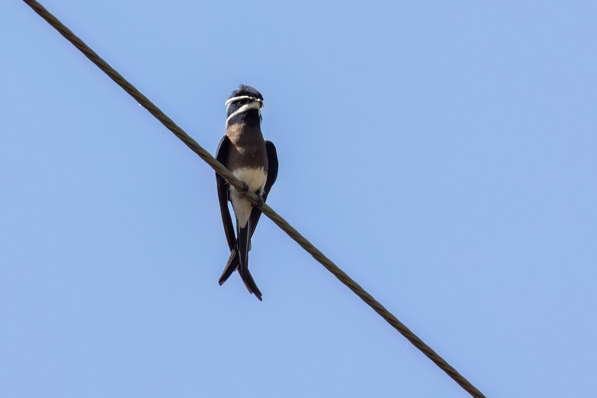 Whiskered Treeswift - ML623804231