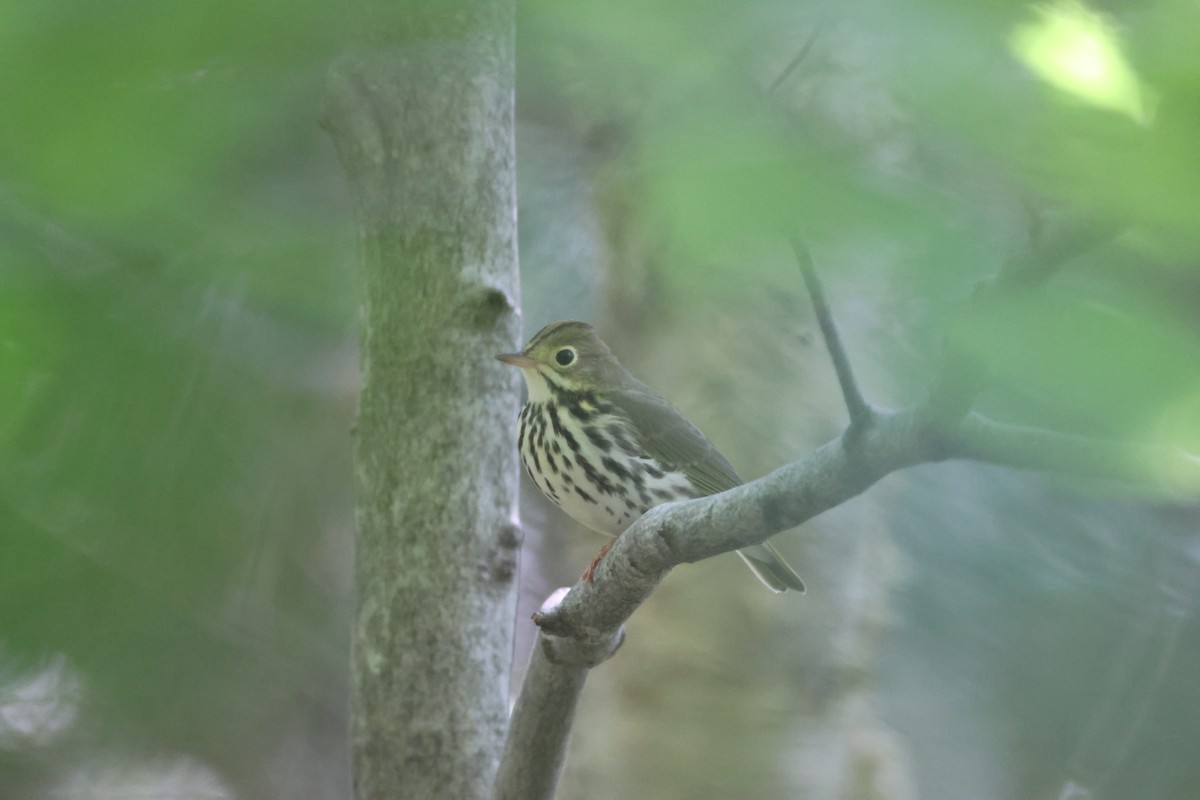 Ovenbird - ML623804235