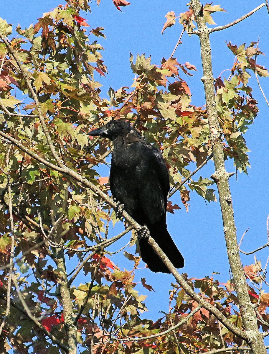 American Crow - ML623804243