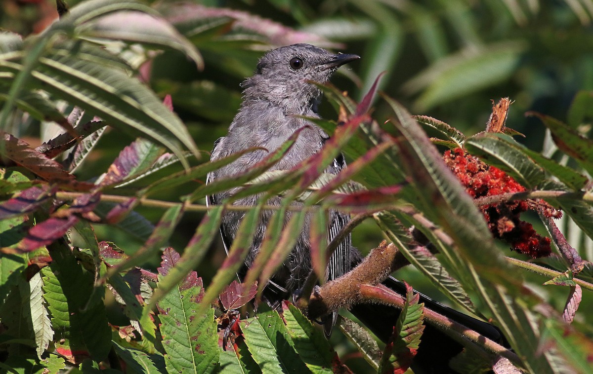 Gray Catbird - ML623804267