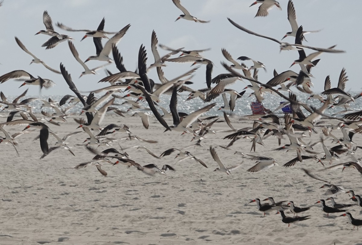 Black Skimmer - ML623804273