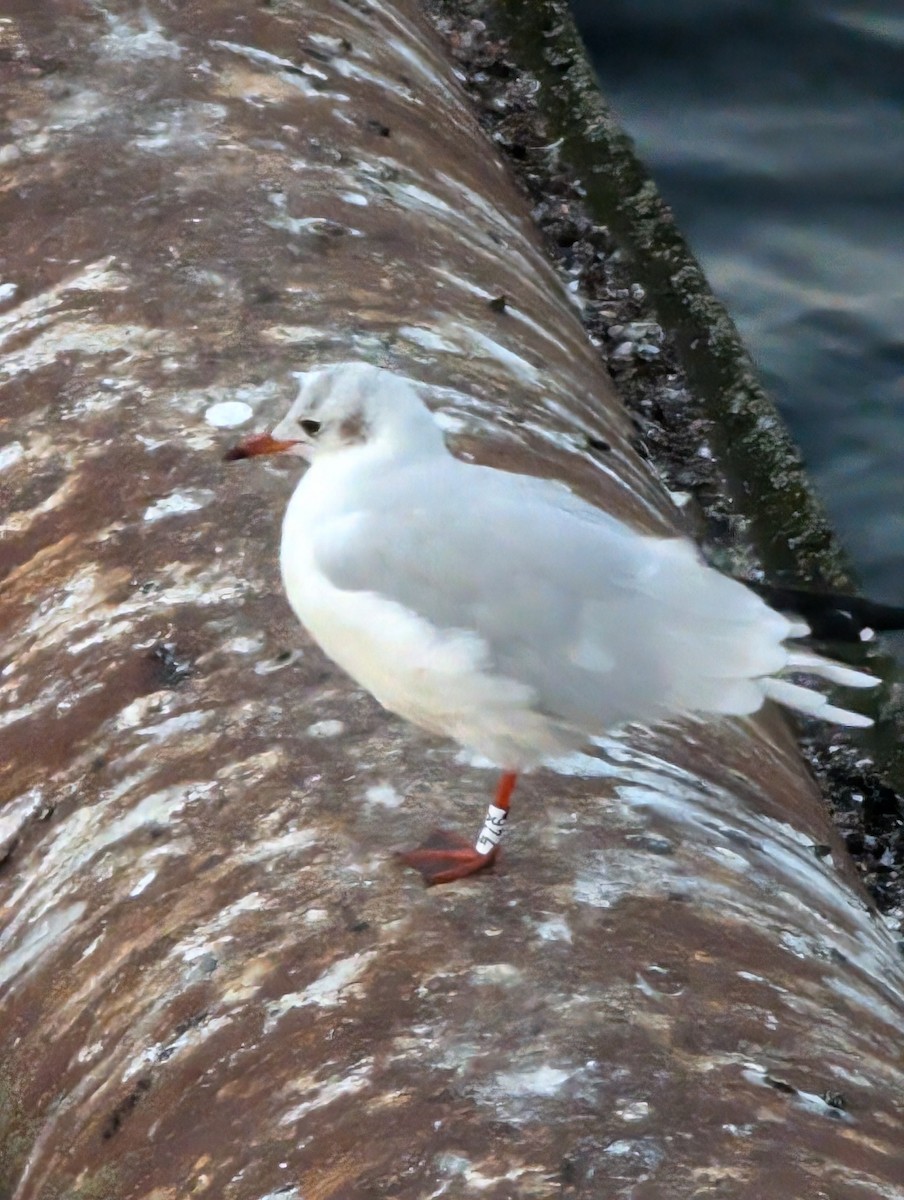 Black-headed Gull - Roseanne Guerra