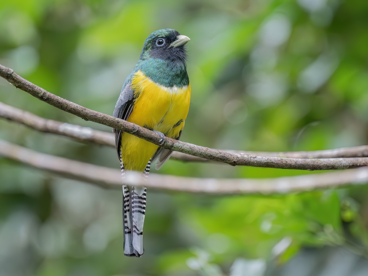 Graceful Black-throated Trogon - Trogon tenellus - Birds of the World