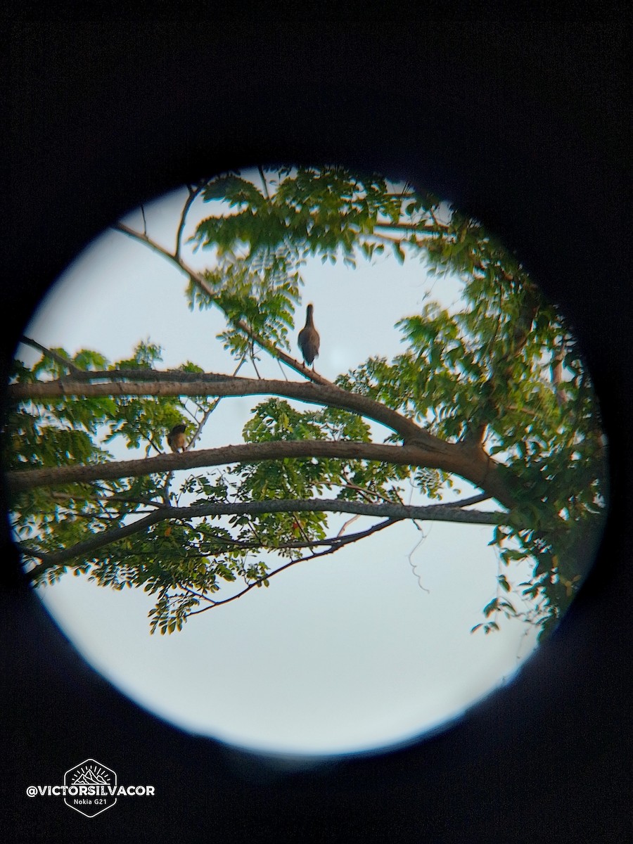 Rufous-vented Chachalaca - ML623804333