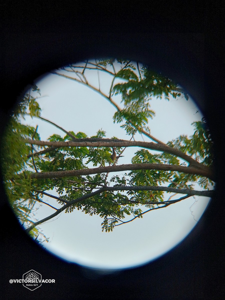 Rufous-vented Chachalaca - ML623804334