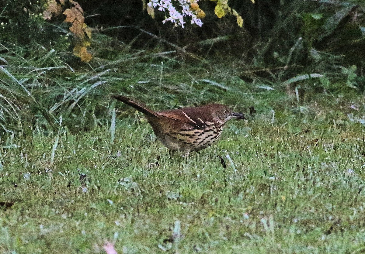 Brown Thrasher - ML623804341