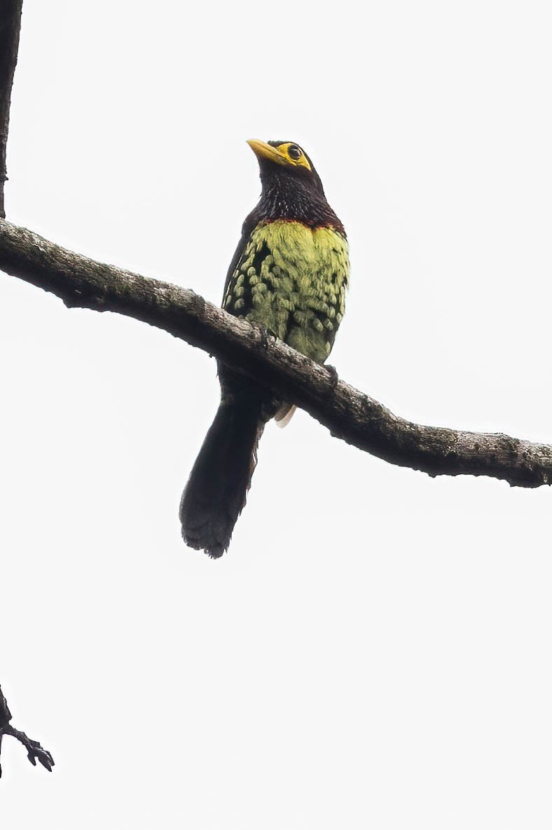 Yellow-billed Barbet - ML623804363