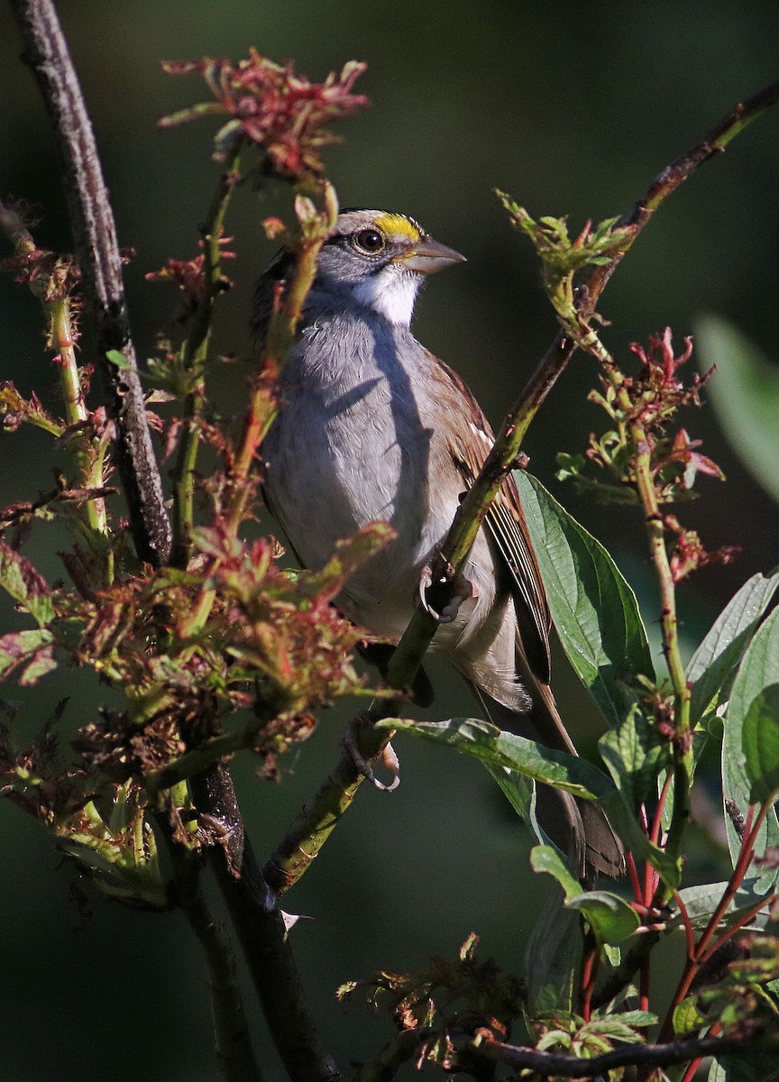 White-throated Sparrow - ML623804367