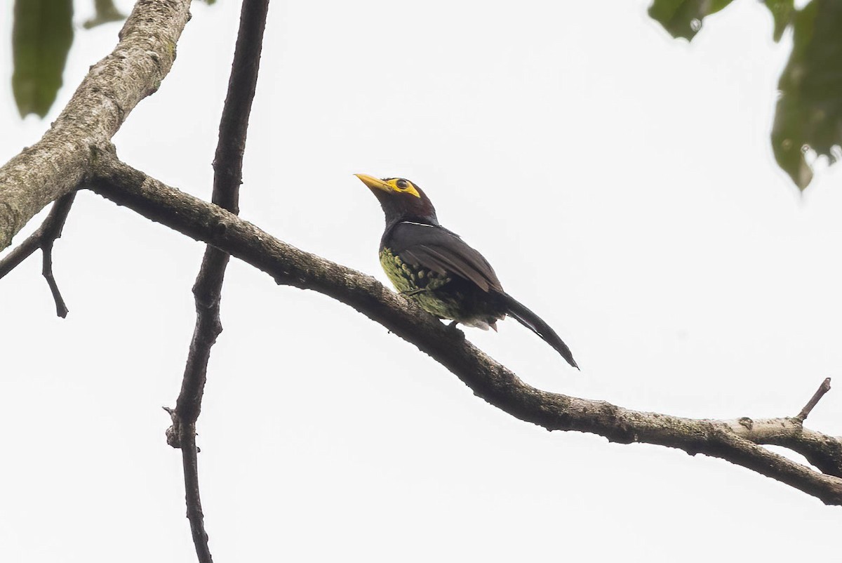 Yellow-billed Barbet - ML623804369