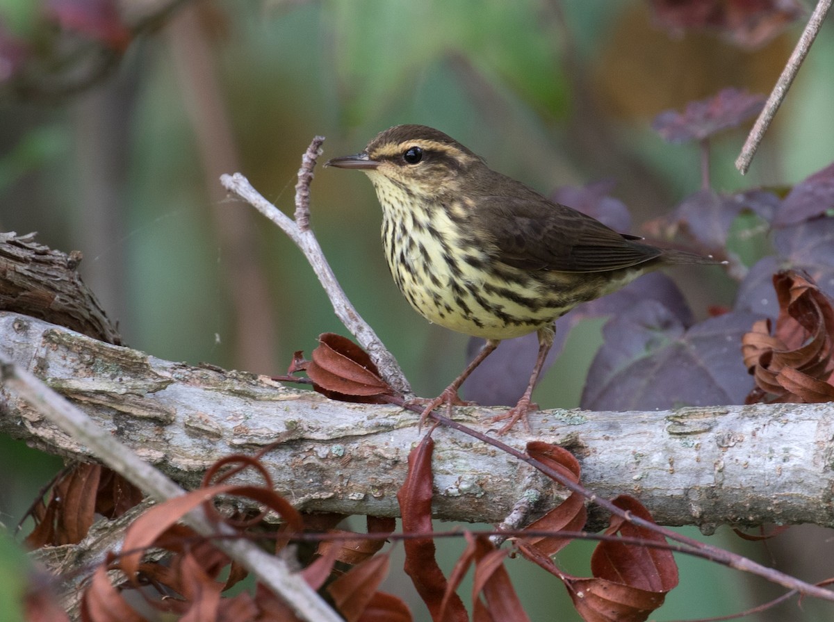 Northern Waterthrush - Mark R Johnson