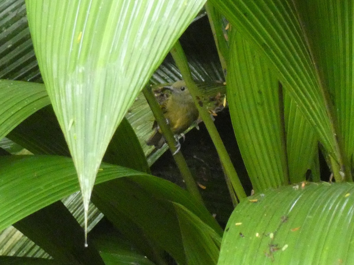 Ochre-bellied Flycatcher - ML623804444