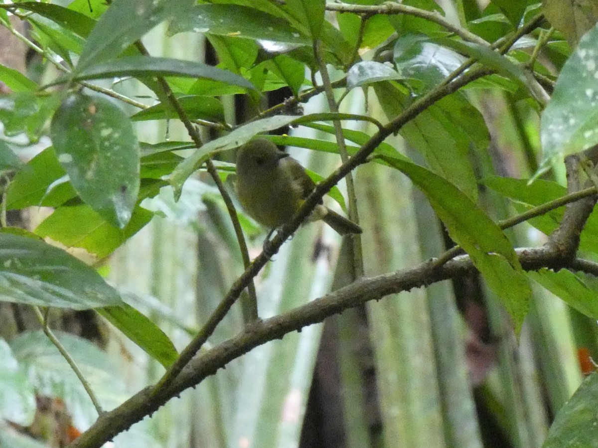 Ochre-bellied Flycatcher - ML623804463