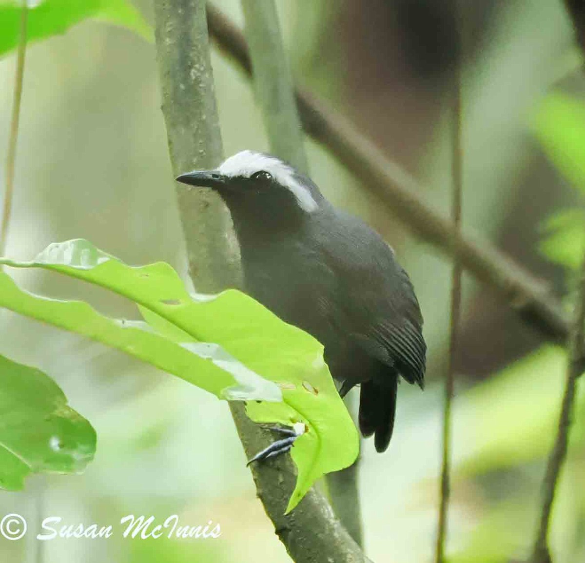 White-browed Antbird - Susan Mac