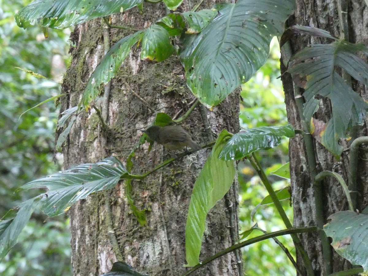 Ochre-bellied Flycatcher - ML623804483