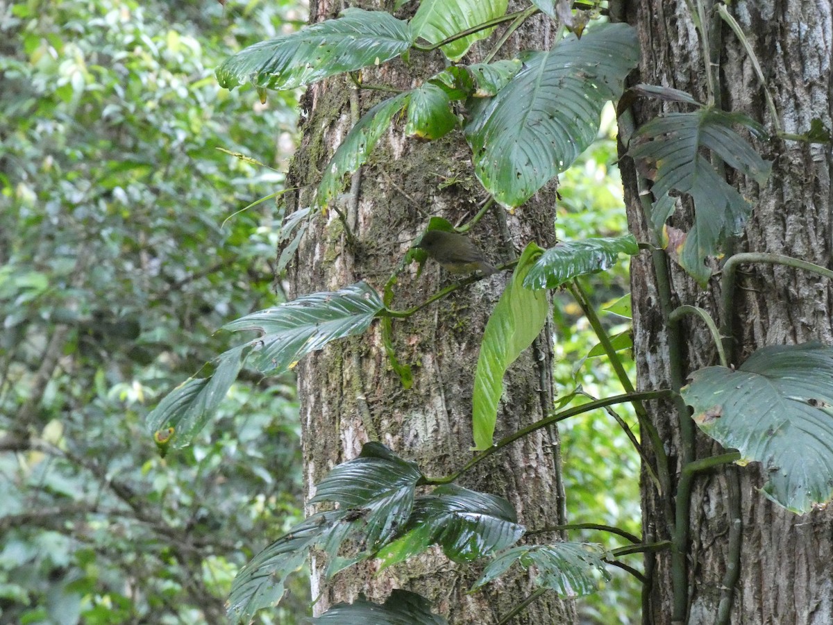 Ochre-bellied Flycatcher - ML623804485