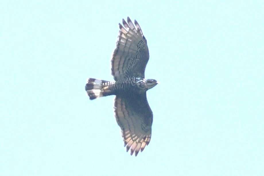 Blyth's Hawk-Eagle - ML623804491