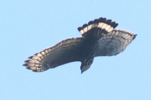 Blyth's Hawk-Eagle - Mei-Luan Wang