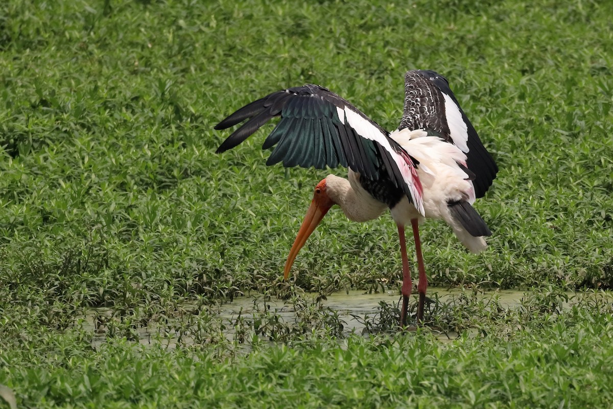 Painted Stork - ML623804521