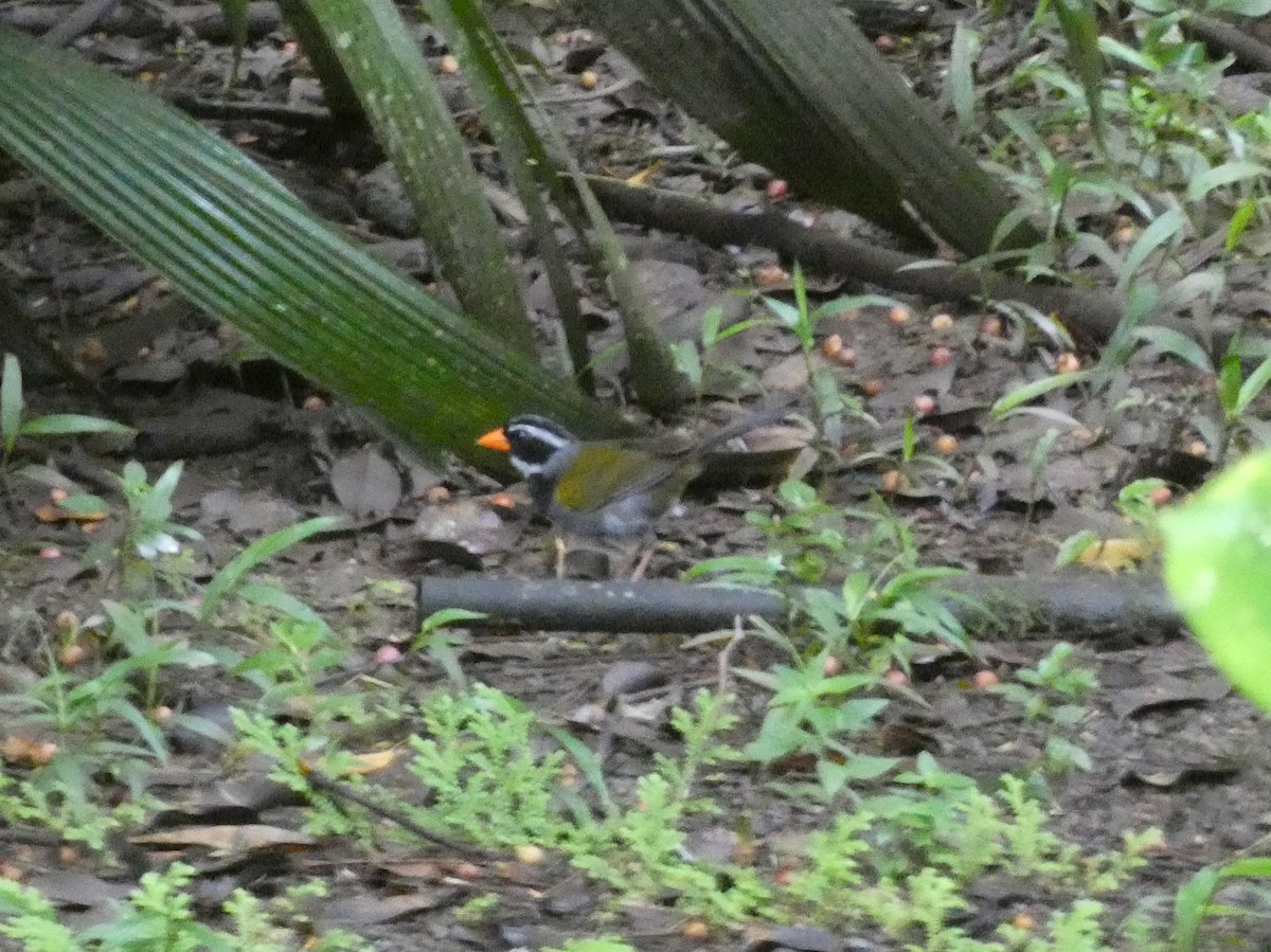 Orange-billed Sparrow - ML623804531