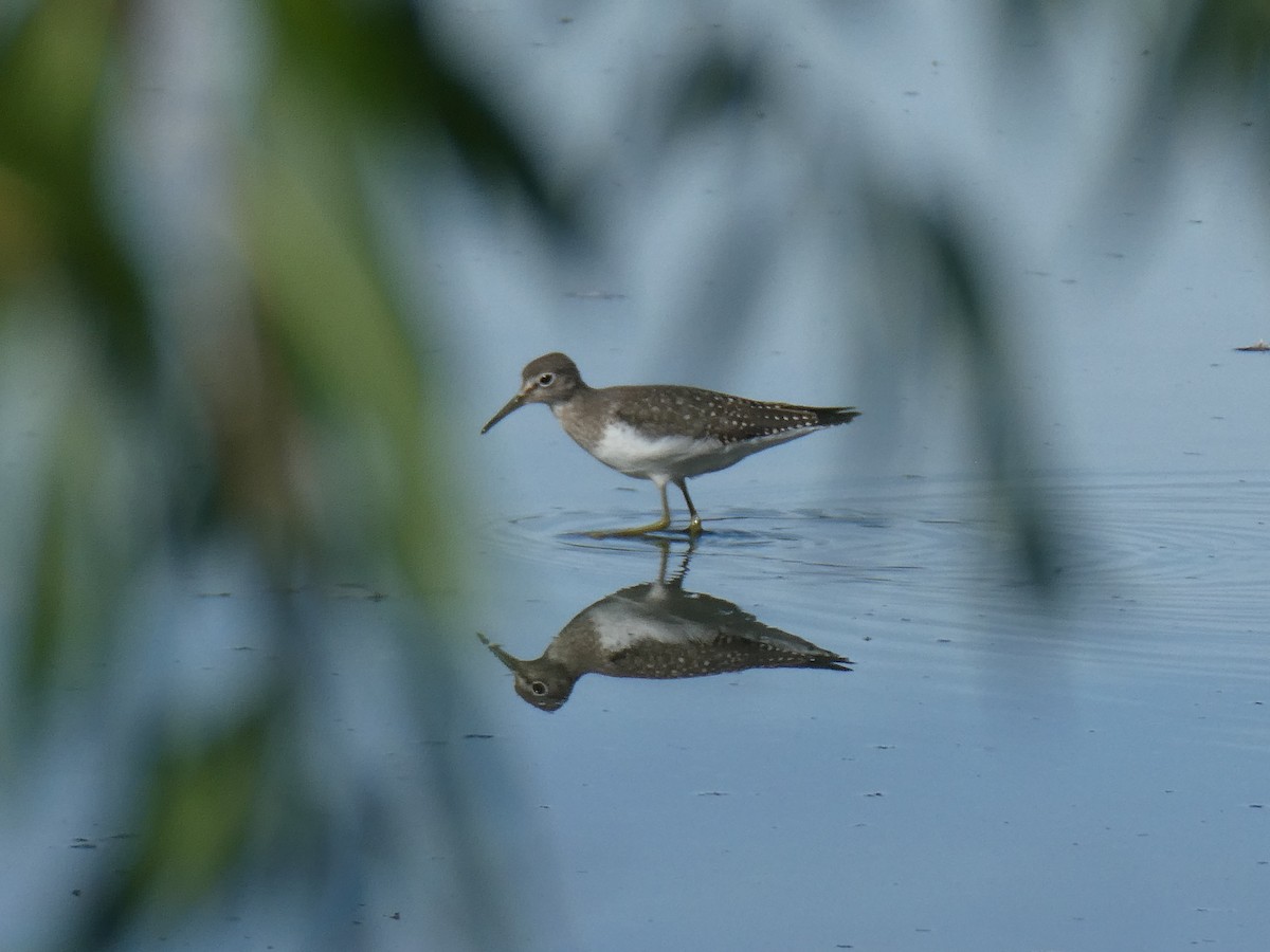 Solitary Sandpiper - Charlie Saunders