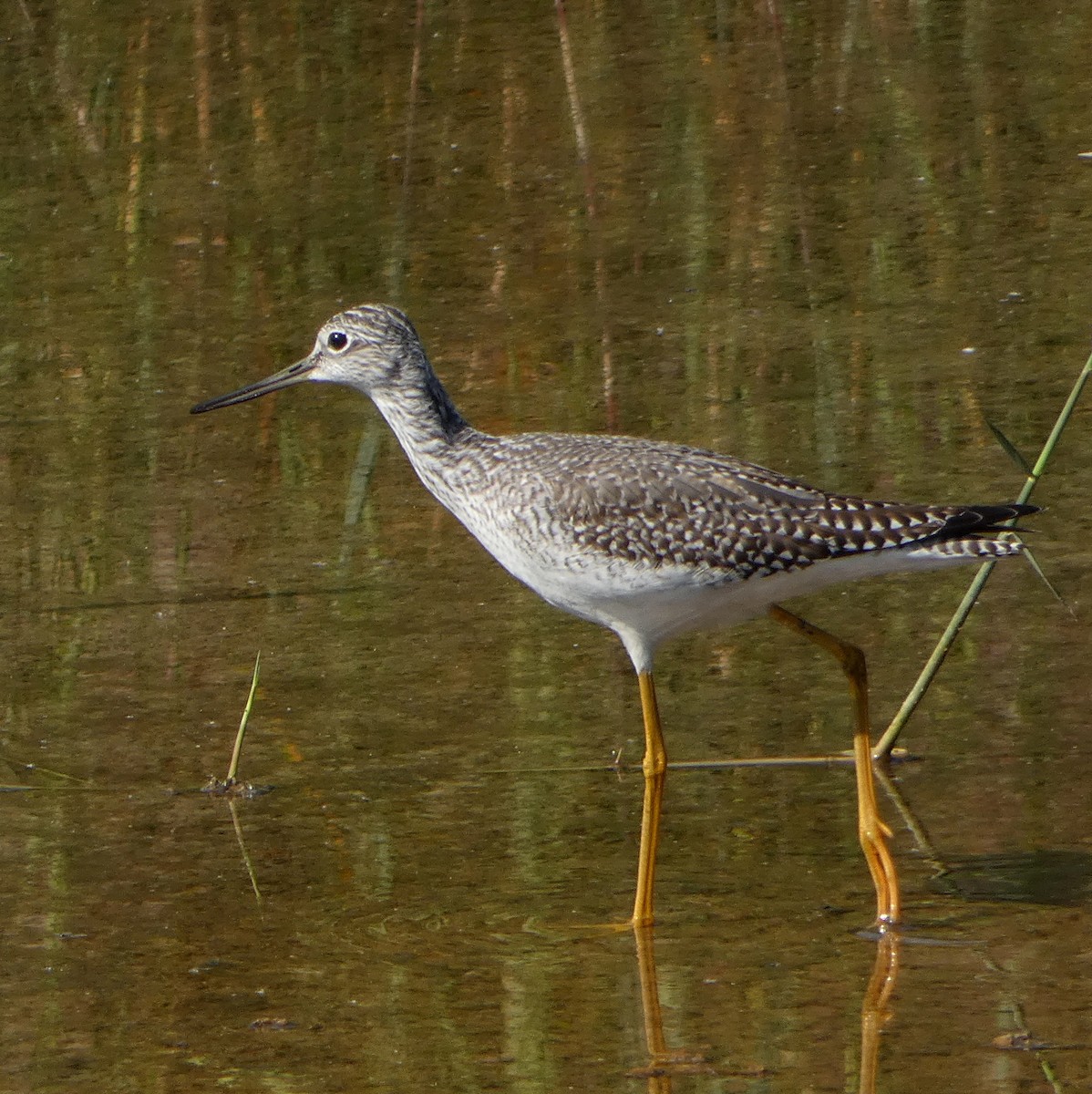 Greater Yellowlegs - ML623804562