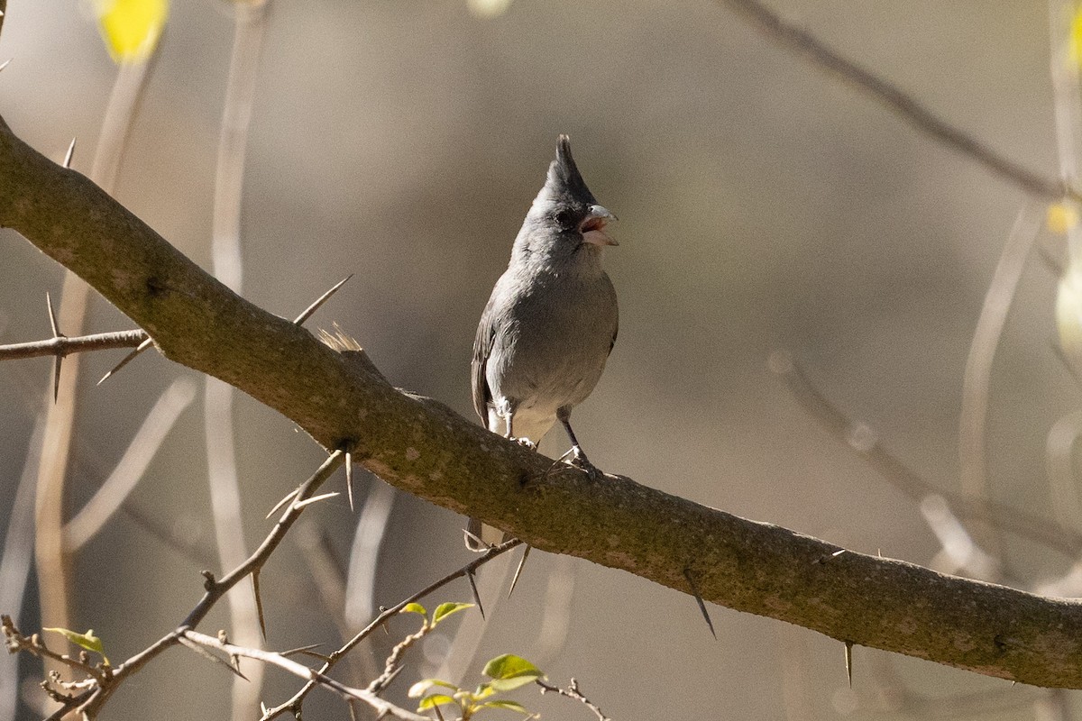 Gray-crested Finch - ML623804587