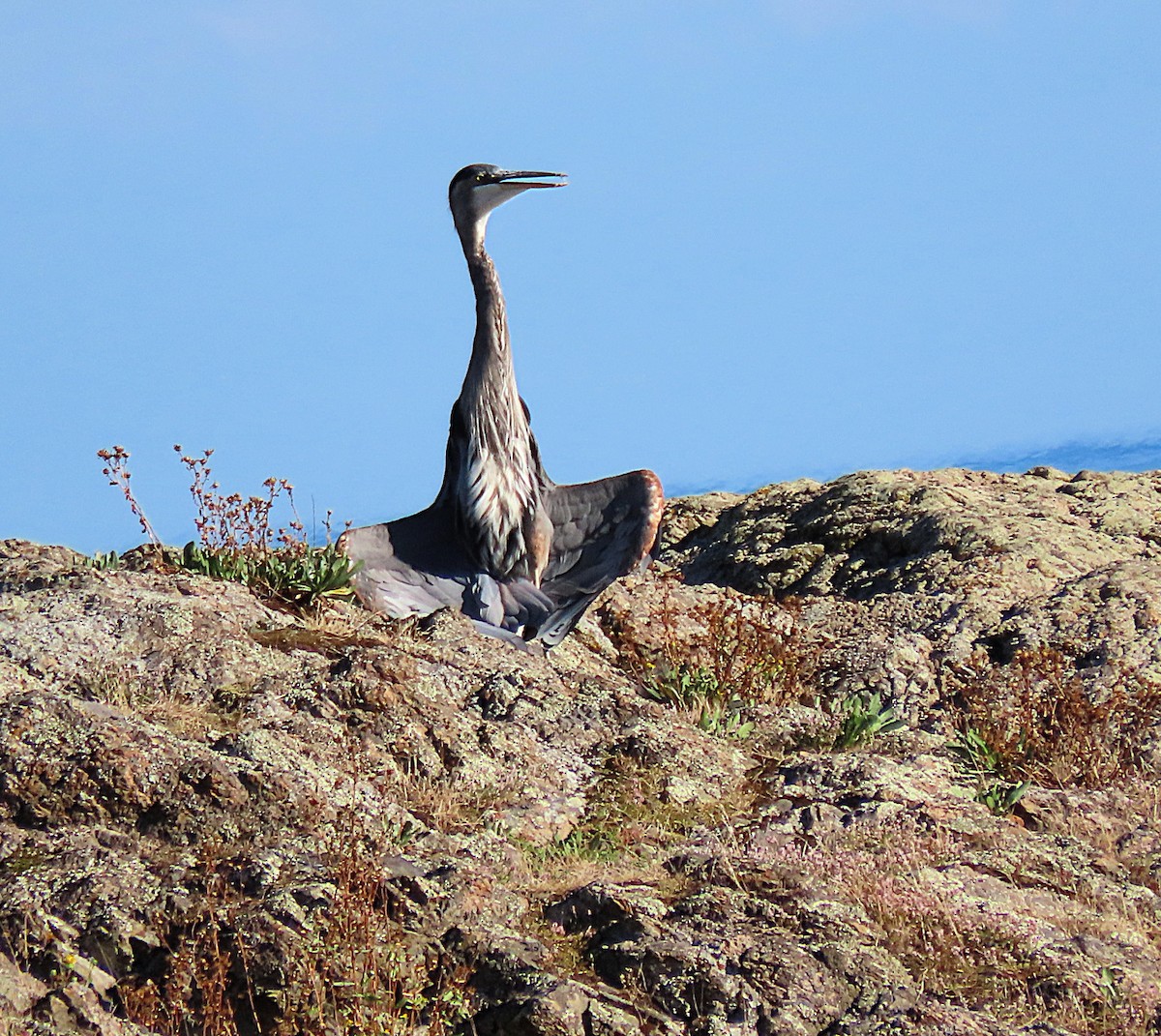 Great Blue Heron - ML623804599