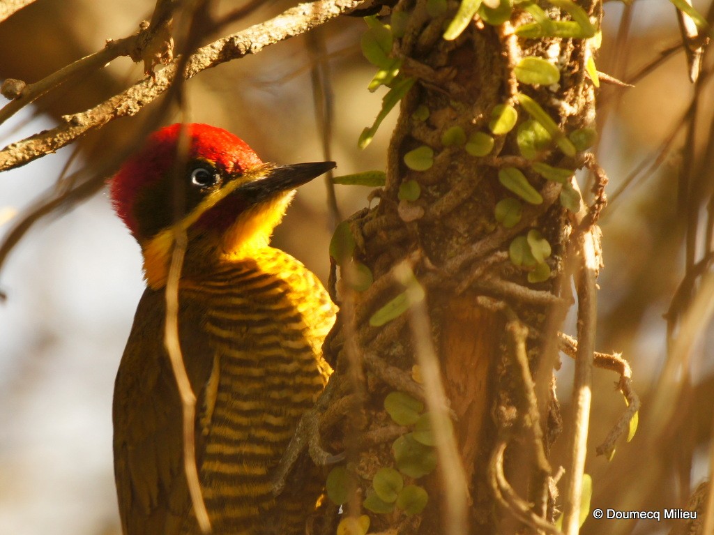 Golden-green Woodpecker - Ricardo  Doumecq Milieu
