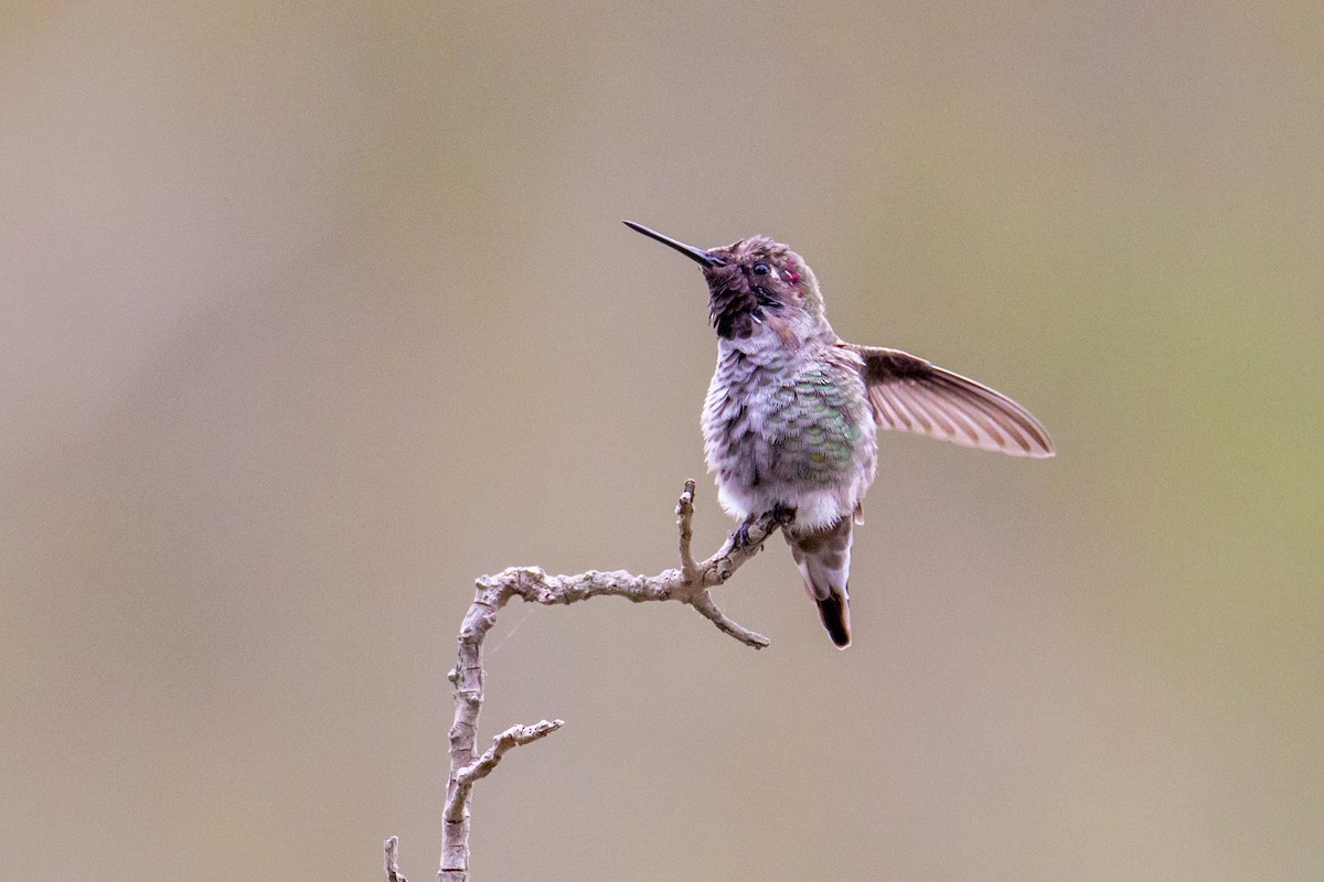 Colibrí de Anna - ML623804612