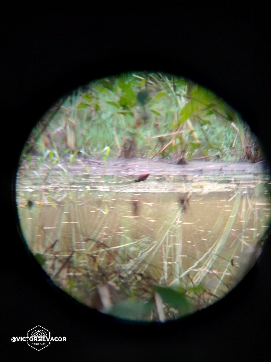 Wattled Jacana - ML623804618